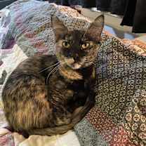 Thumbnail photo of Queen Windsor #2