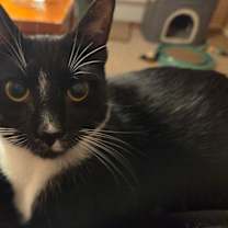 Thumbnail photo of Queenie (BONDED PAIR) #1