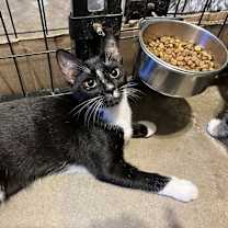 Thumbnail photo of Queenie (BONDED PAIR) #2