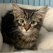 adopt-pet