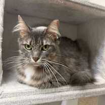 Thumbnail photo of Whisp #2