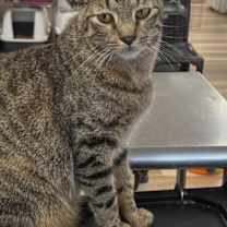 Thumbnail photo of Sutton #3