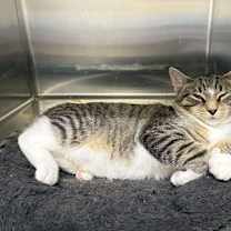 Thumbnail photo of Brooks #2