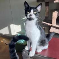 Thumbnail photo of Eli #1