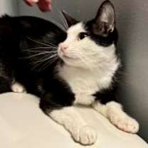 Thumbnail photo of Flurry #2