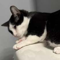 Thumbnail photo of Flurry #3