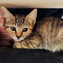 Thumbnail photo of Beans #2