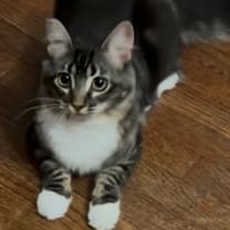 Thumbnail photo of Prudence #2