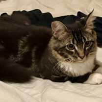 Thumbnail photo of Prudence #3