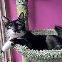 adopt a pet