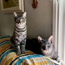 Thumbnail photo of Les #1