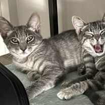 Thumbnail photo of Les #2