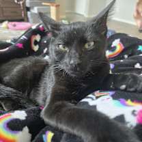 Thumbnail photo of Axel #3