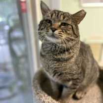 Thumbnail photo of Taz #1