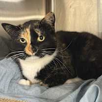 Thumbnail photo of Marie (BONDED PAIR) #2