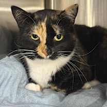 Thumbnail photo of Marie (BONDED PAIR) #3