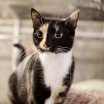 Thumbnail photo of Marie (BONDED PAIR) #4