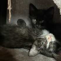 Thumbnail photo of Pollock NN #2