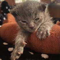 Thumbnail photo of Gerber  #2