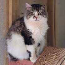 Thumbnail photo of Mr. Big #1