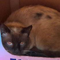 Thumbnail photo of Bruno #2