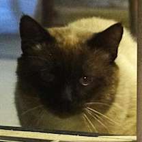 Thumbnail photo of Bruno #3