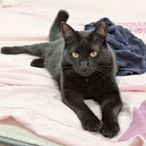 Thumbnail photo of Lyra #1