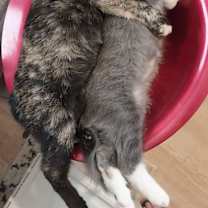 Thumbnail photo of Ema #2