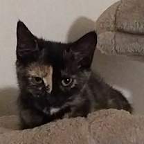 Thumbnail photo of Ema #3