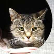 Thumbnail photo of Shasta #1