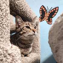 Thumbnail photo of Cass Elliot #2