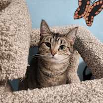 Thumbnail photo of Cass Elliot #4