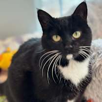 Thumbnail photo of Chibi #1