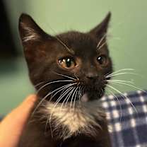 Thumbnail photo of Sequoia  #2