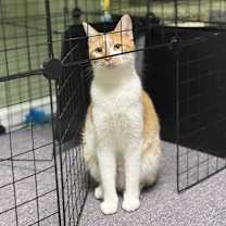 Thumbnail photo of Peaches #1