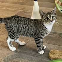 Thumbnail photo of Lil #3