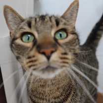 Thumbnail photo of Foosball #4