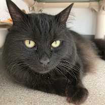 Thumbnail photo of Blue #2