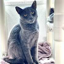 Thumbnail photo of Blueberry #4