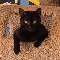 Thumbnail photo of Cocoa Puff #1