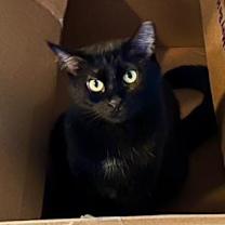 Thumbnail photo of Cubes #4