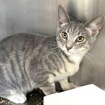 Thumbnail photo of Floki #4