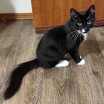 Thumbnail photo of Luthen #3