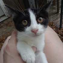 Thumbnail photo of Falcon #1