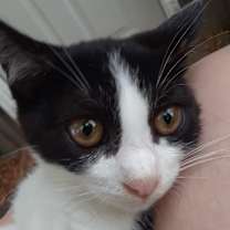 Thumbnail photo of Falcon #3