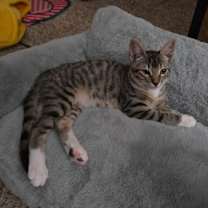 Thumbnail photo of Stagecoach #1