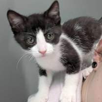 Thumbnail photo of The Sugar Babies (coming soon) #1