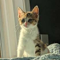 Thumbnail photo of The Sugar Babies (coming soon) #2