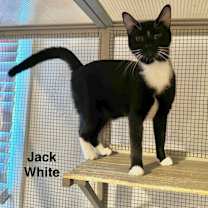 Thumbnail photo of Jack White #1