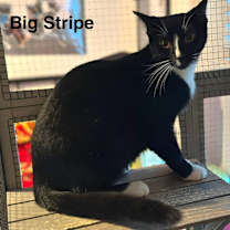 Thumbnail photo of Big Stripe #1